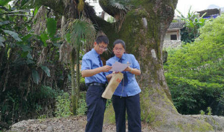 500歲古樹(shù)電線燈籠纏身 一紙檢察建議讓其恢復(fù)本色